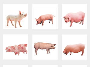 土豬農(nóng)家樂 動物牲畜小豬海報背景素材大全